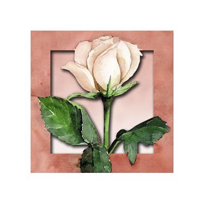 Box Witte Roos van Floris Kaarten 1 kaart, 3 op voorraad