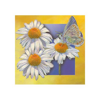 Box Margrieten Vlinder van Floris Kaarten, 1 x 1 kaart
