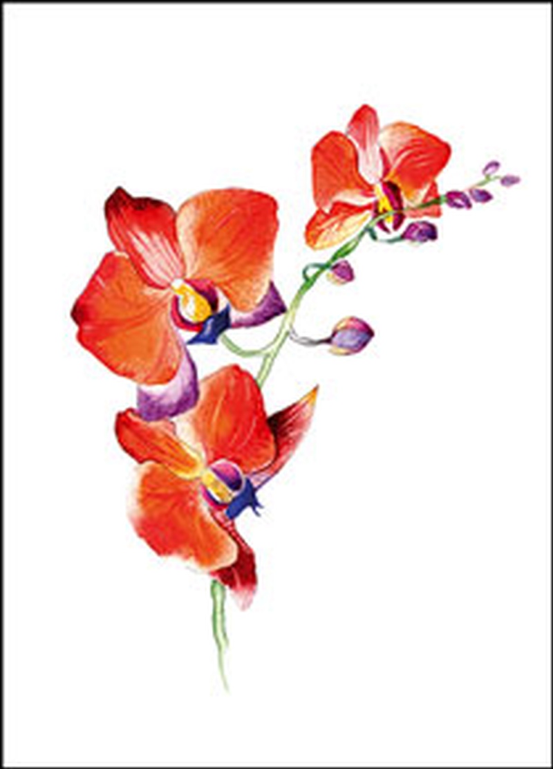 Wenskaart orchidee rood van Floris Kaarten , 1 x 1 kaart