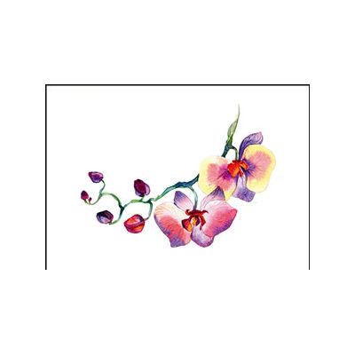 Wenskaart Orchidee Rose van Floris Kaarten, 1x kaart