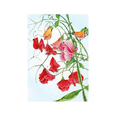 Wenskaart lathyrus Annie van Floris Kaarten, 1 x 1 kaart